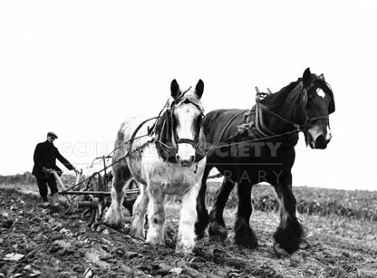 Horse ploughing - courtesy of Pegtop Farm, Woodeaton http://www.pegtopfarm.co.uk/